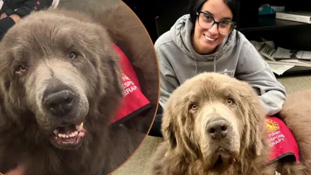 Therapy Dog Shinji Offers Welcome Respite During Emergency Dispatch Visit